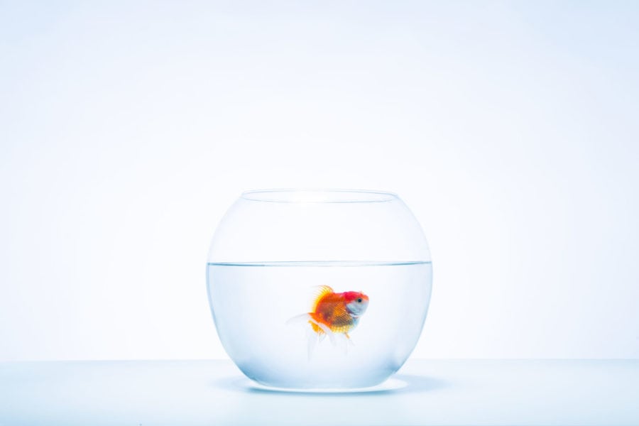 Are You Feeling A Little Like a Fish In A Bowl? Here's a List of Things